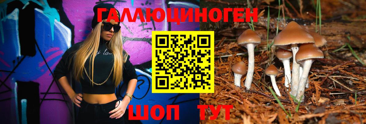 Галлюциногенные грибы Psilocybe Дальнегорск